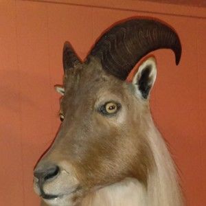 Meet your Posher, Cecil